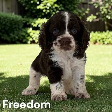 puppy, for, sale, Cocker Spaniel, Joe & Cherri  Overlease, dog, breeder, Miller, MO, dog-breeder, puppy-for-sale, forsale, nearby, find, puppyfind, locator, puppylocator, aca